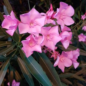 Oleander...... Ulrich Marzinkewitz-Maar