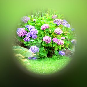 Blumen...... Ulrich Marzinkewitz-Maar