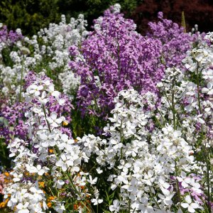 Blütenpracht...... Horst Tripp