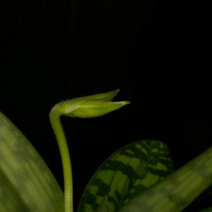 Frauenschuh...... Roland Winkler