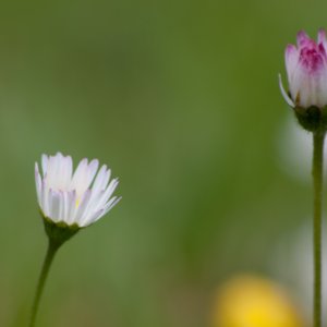 Gänseblümchen...... Roland Winkler
