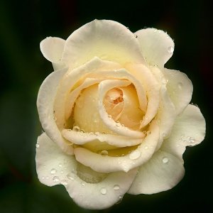 Heike Wackermann...... Rose