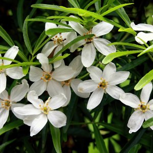 Jasmin...... Martina Benning