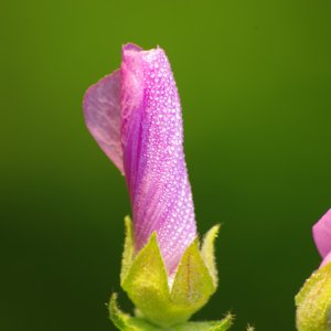 Malve...... Roland Winkler