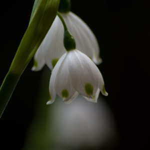 Märzenbecher...... Roland Winkler