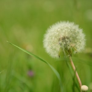 Pusteblume...... Ulrich Marzinkewitz-Maar