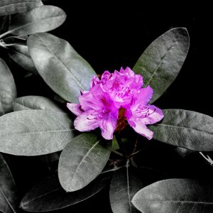 Rhododendronblüte...... Martina Benning