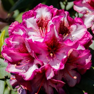 Rhododendron...... Horst Tripp