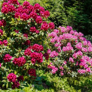 Rhododendronblüte...... Horst Tripp