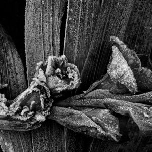 Frostgladiole...... Wolfgang Rauchfleisch