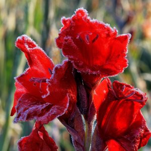Frostgladiole...... Wolfgang Rauchfleisch