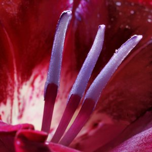 Gladioleninneres...... Wolfgang Rauchfleisch