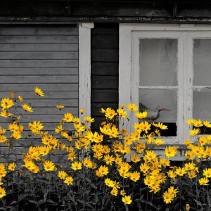 Schwarz-Gelb...... Wolfgang Rauchfleisch