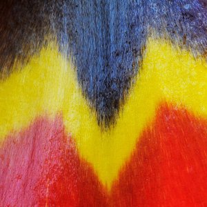 Tulpe...... Wolfgang Rauchfleisch