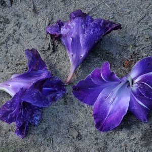 Violett...... Wolfgang Rauchfleisch