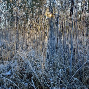 Morgenforst...... Wolfgang Rauchfleisch