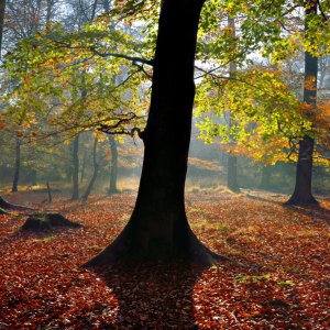 Gebenlicht im Herbst...... Wolfgang Rauchfleisch