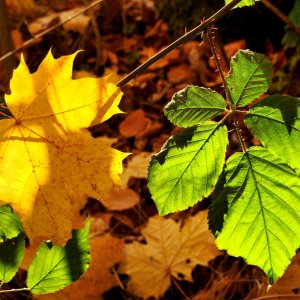 Gebenlicht im Herbst...... Wolfgang Rauchfleisch