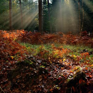 Gegenlicht im Herbst...... Wolfgang Rauchfleisch