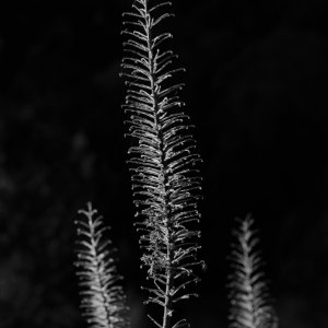 Lichtspiel...... Heike Wackermann