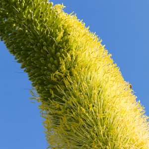 Komplementär...... Heike Wackermann