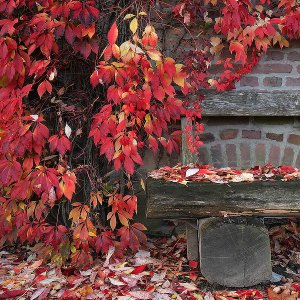 Herbstfärbung......Ursula Kuklinski