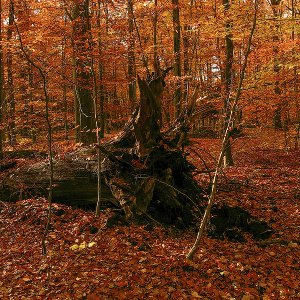 Birkenwlad......Roland Winkler