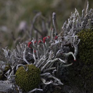 Trompetenflechte im Herbst......Roland Winkler
