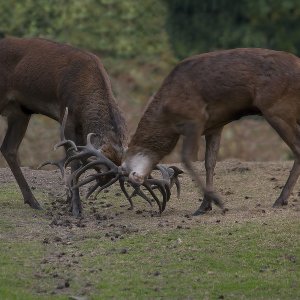 Hirschbrunft......Roland Winkler