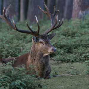 Hirsch......Roland Winkler