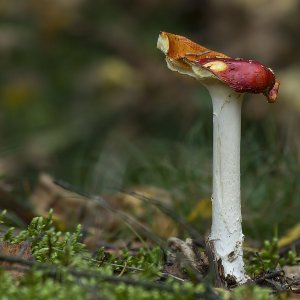 Fliegenpilz......Roland Winkler