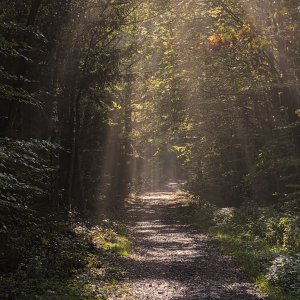 Wald......Roland Winkler