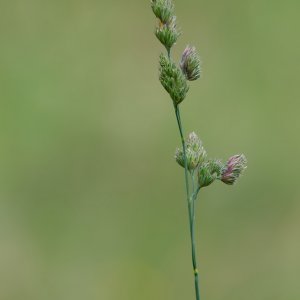 Gras...... Roland Winkler
