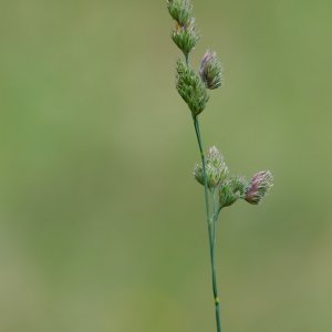 Gras...... Roland Winkler
