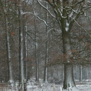 Der erste Schnee...... Helmut Buchta