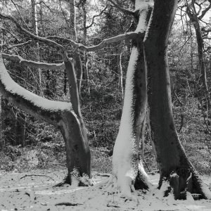 Krumm gewachsen...... Helmut Buchta