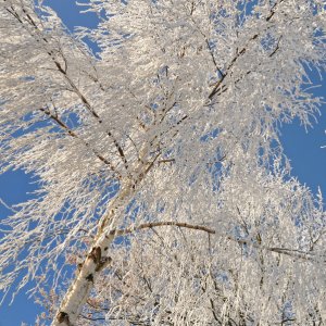 Frostbirke