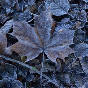 Frostlaub...... Wolfgang Rauchfleisch