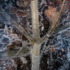 Eisbirke...... Wolfgang Rauchfleisch