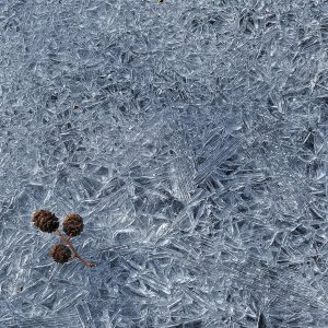 Erlenfrucht...... Wolfgang Rauchfleisch