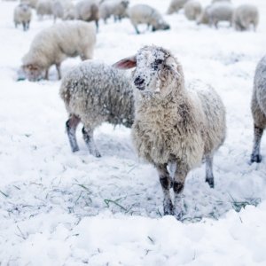 Schafe...... Jürgen Alfes