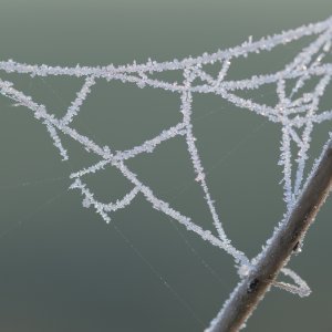 Gefrorenes Spinngewebe...... Heiko Erdmann
