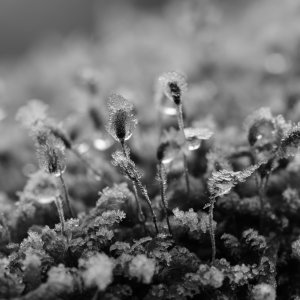 Eisblumen...... Heiko Erdmann