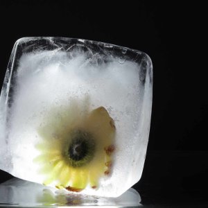 Gerbera im Eisblock...... Sabine Schröder
