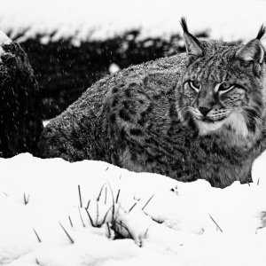 Luchs Wildpark-Frankenhof...... Karina Möllers