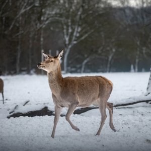 Rotwild Wildpark-Frankenhof...... Karina Möllers