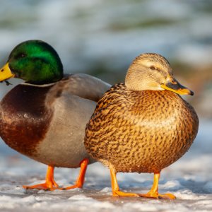 Stockenten...... Roland Winkler