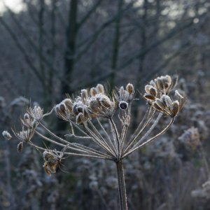 Doldenblütler im Frost...... Roland Winkler