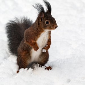 Eichhörnchen...... Roland Winkler