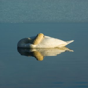 Schlaf im eisigen Wasser...... Roland Winkler